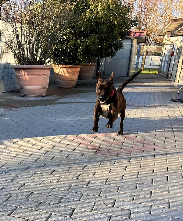 NIGEL BELLISSIMO PIT Foto 3